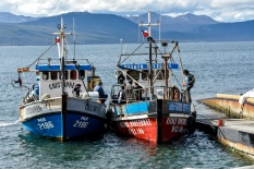 CHILI Patagonie Terre de Feu Puerto Williams Ville la plus australe au Monde Bateaux de pêche au bord du canal de Beagle