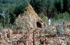 Ethiopie Forêt d'eucalytus à Entoto sur les hauteurs d'Addis Abeba Forêt historique depuis Ménélik II, poumon d'Addis Abeba, reboisement forcé actuellement. Fournit bois de chauffage pour la capitale.